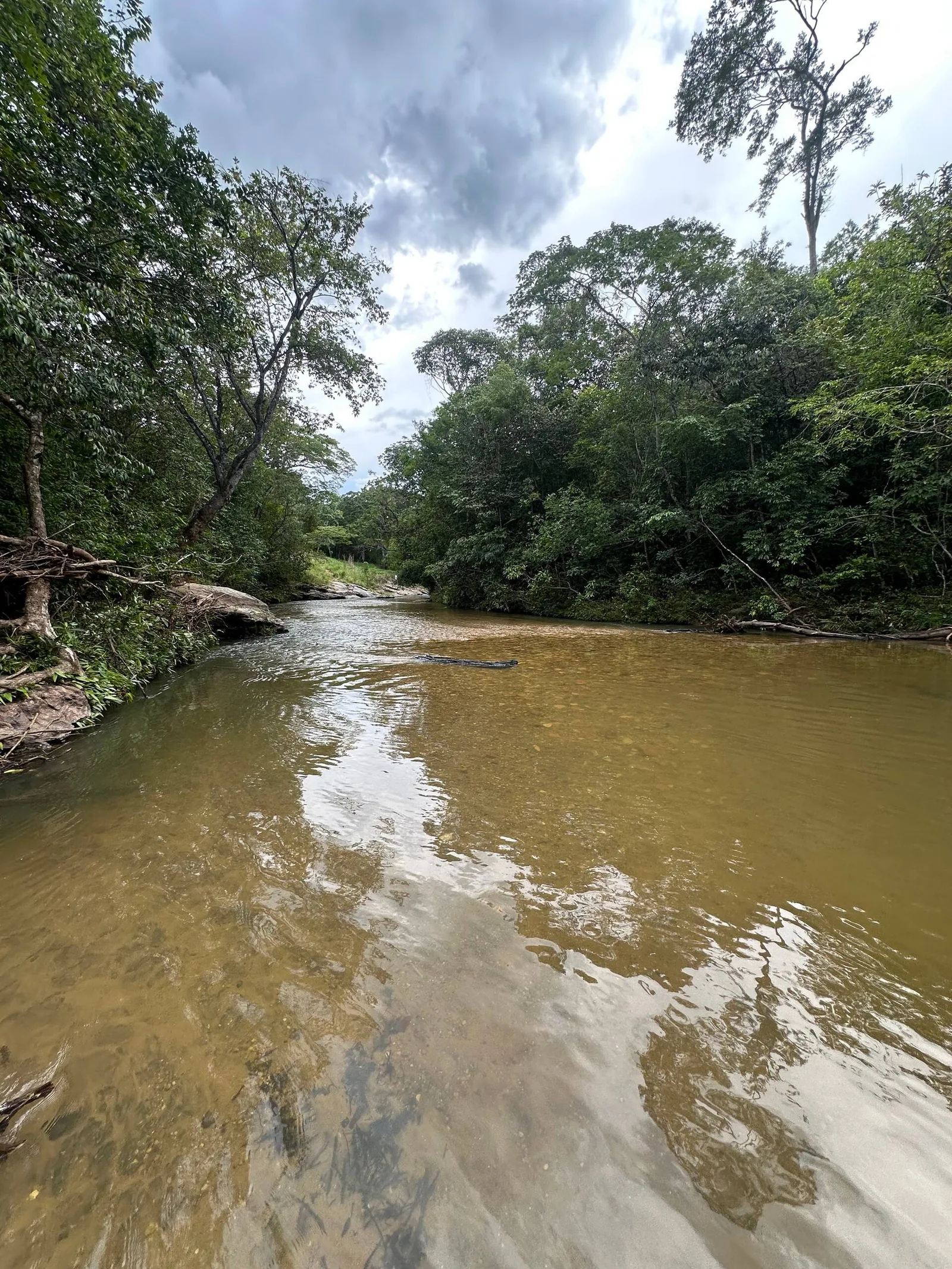 O Rio das Almas visto do barranco, mata de galeria nas duas margens