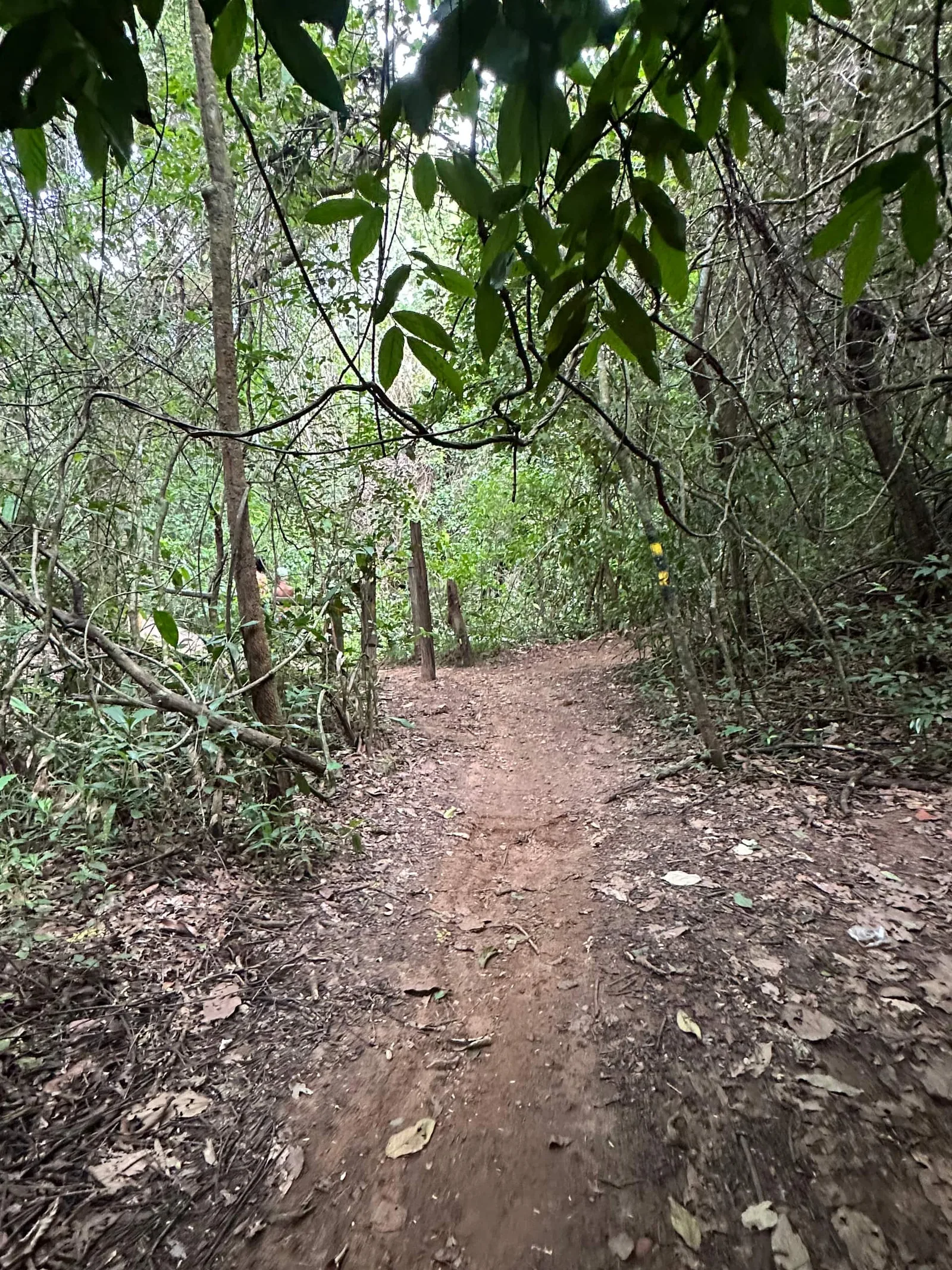 A trilha de terra até o rio, sob a mata fechada